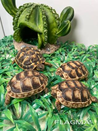 Маленькие ручные сухопутные черепашки, разные виды есть выбор