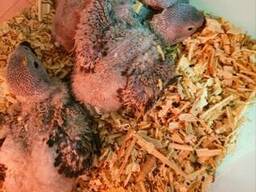 Маленькие ручные выкормыши Жако. Идеальный питомец. Питомник.