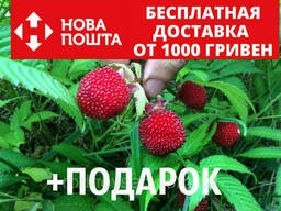 Малина мяо-мяо семена 20 шт тибетская розолистная Rúbus. ..
