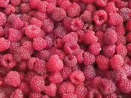 Маліна оптом свіжа та заморозка