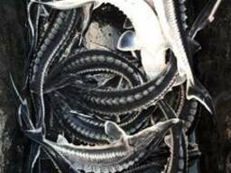 Мальки осетра ( белуги)