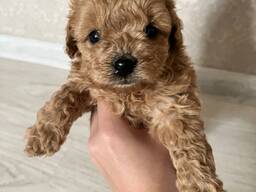 Maltipoo-Welpe
