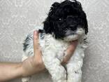 Maltipoo-Welpe - фото 1