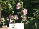 Мальва семена (50 шт) шток роза, штокроза цветы Álcea - фото 2
