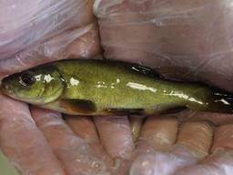 Продам малька венгерского линя10 грамм