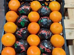 Мандарин NOVA