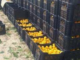 Мандарин Satsuma