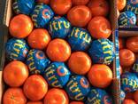 Мандарин Satsuma "Сатсума" , Турция - фото 2