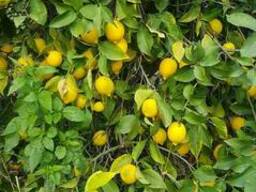 Лимоны, апельсины, мандарины ОПТ от производителя из Турции