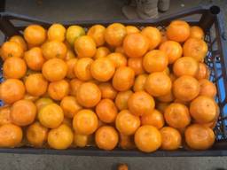 Мандарины из Грузии