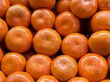 Мандарины Прямой Импорт Турция Абхазия Грузия Оптом - фото 1
