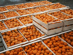 Мандарины сладкие