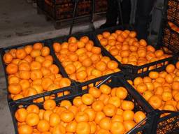 Мандарины сладкие без косточок