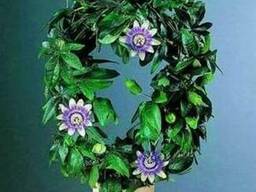 Маракуйя - пышная зелень, роскошные цветы, ароматные плоды.