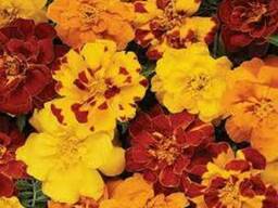 Marigold Flower CO2-to extract (integr)