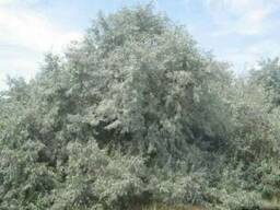 Маслина дикая (лох узколистный пшат джида), саженцы купить украина медонос дерево куст