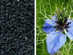 Масло черного тмина