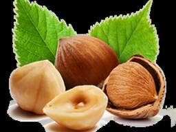 Масло лесного ореха в Крыму