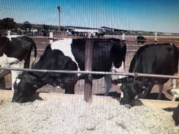 Масло сливочное 72% оптом / Новопольский Молокозавод