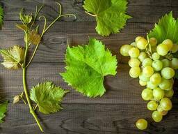 Масло виноградной косточки Базовая РАФ. (Grapeseed Based OIL Refined)