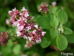 Материнка , душиця трава