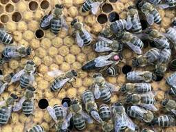 Матка Карпатка 2021плодные. Бджоломатки (Пчелопакеты 2021 )