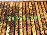 Матка Карпатка 2021плодные. Бджоломатки (Пчелопакеты 2021 ) - фото 1
