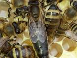В продажі плідні бджоломатки , МАТКИ КАРПАТКИ 2022 року плідні, мічені - фото 1
