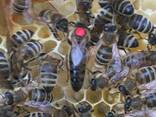 Матки Карника Карпатка 2022 Пчеломатки Бджоломатки - фото 1