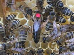 Матки Карника Карпатка 2023 Пчеломатки Бджоломатки
