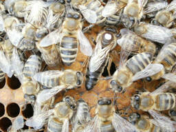 Матки карпатських бджіл