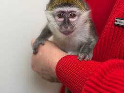 Мавпа верветка, домашня зелена мавпа, зелена мартишка