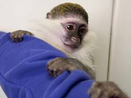 Мавпочка Верветка домашня мавпа, чарівна верветка хлопчик