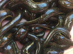 Медицинские Пиявки