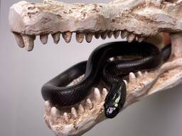 Мексиканська змія нігріта, неймовірна чорна красуня