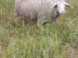 Мериноландшаф ЖИТОМИР Вівці Баран Вівцематки Овцы - фото 1