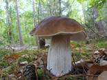Мицелий Белого гриба елового - семена боровика почтой - фото 2