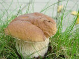 Мицелий белого гриба зерновой живой свежий с гарантией - фото 3