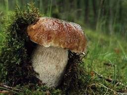 Мицелий (грибница) белого гриба - семена грибов почтой