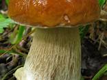 Мицелий (грибница) Белого гриба берёзового от производителя - фото 1