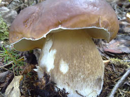 Мицелий (грибница) Белого гриба дубового - высшее качество!