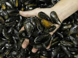 Мидии черноморские в ракушке. - фото 3