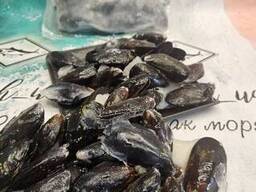 Мидии в раковине 40-60, 1 кг