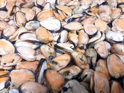 Мидия, Чили.