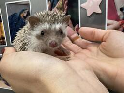 Микро ежики - карлики ежата, цветные по супер цене