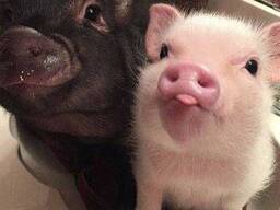 Милые мини пиги для дому, карликовые свинки очень умные