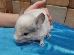 Милые, очаровательные малыши шиншиллы. Белый и серебристый окрас.