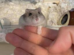 Милые ручные хомячки, щекастые малыши для дома