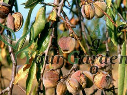 Миндаль плодовый сладкий Нонпарель