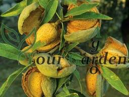 Миндаль плодовый сладкий Туоно